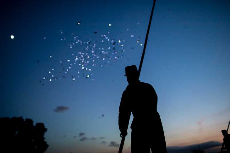 The performances paid homage to pigeons’ Great War effort (photo: Victor Frankowski)