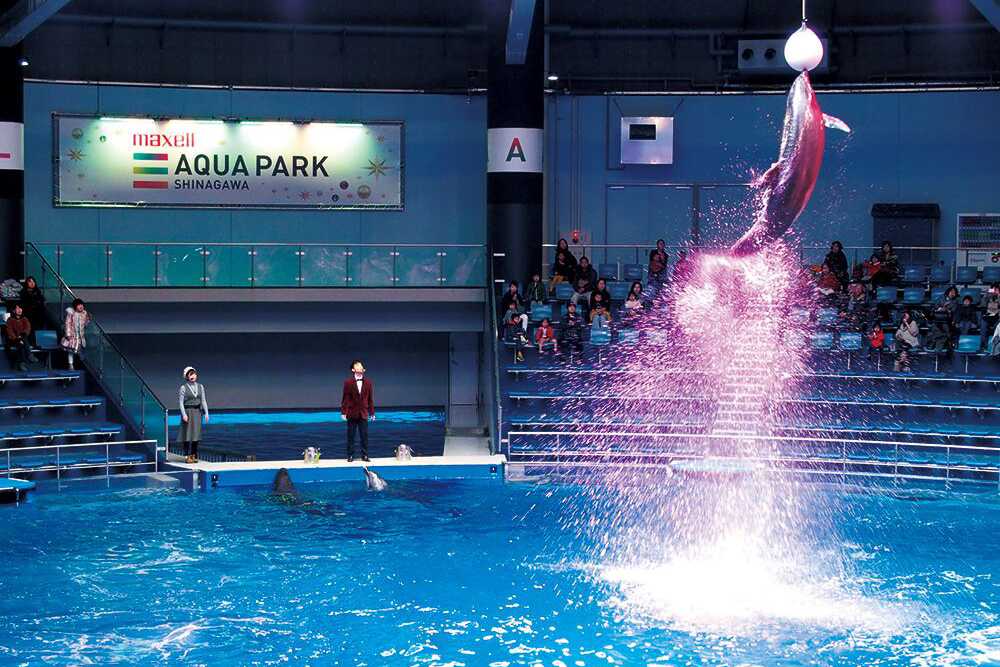 The Stadium features dolphin displays The Stadium features dolphin displays