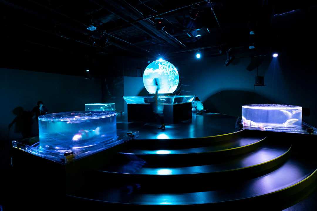 The Art Aquarium has emerged as a summer tradition in Nihonbash The Art Aquarium has emerged as a summer tradition in Nihonbash