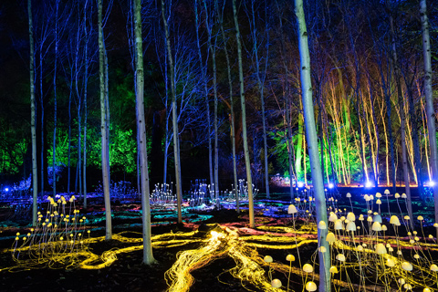 On the trail of Christmas at Dunham Massey (photo: Kat Gollock)